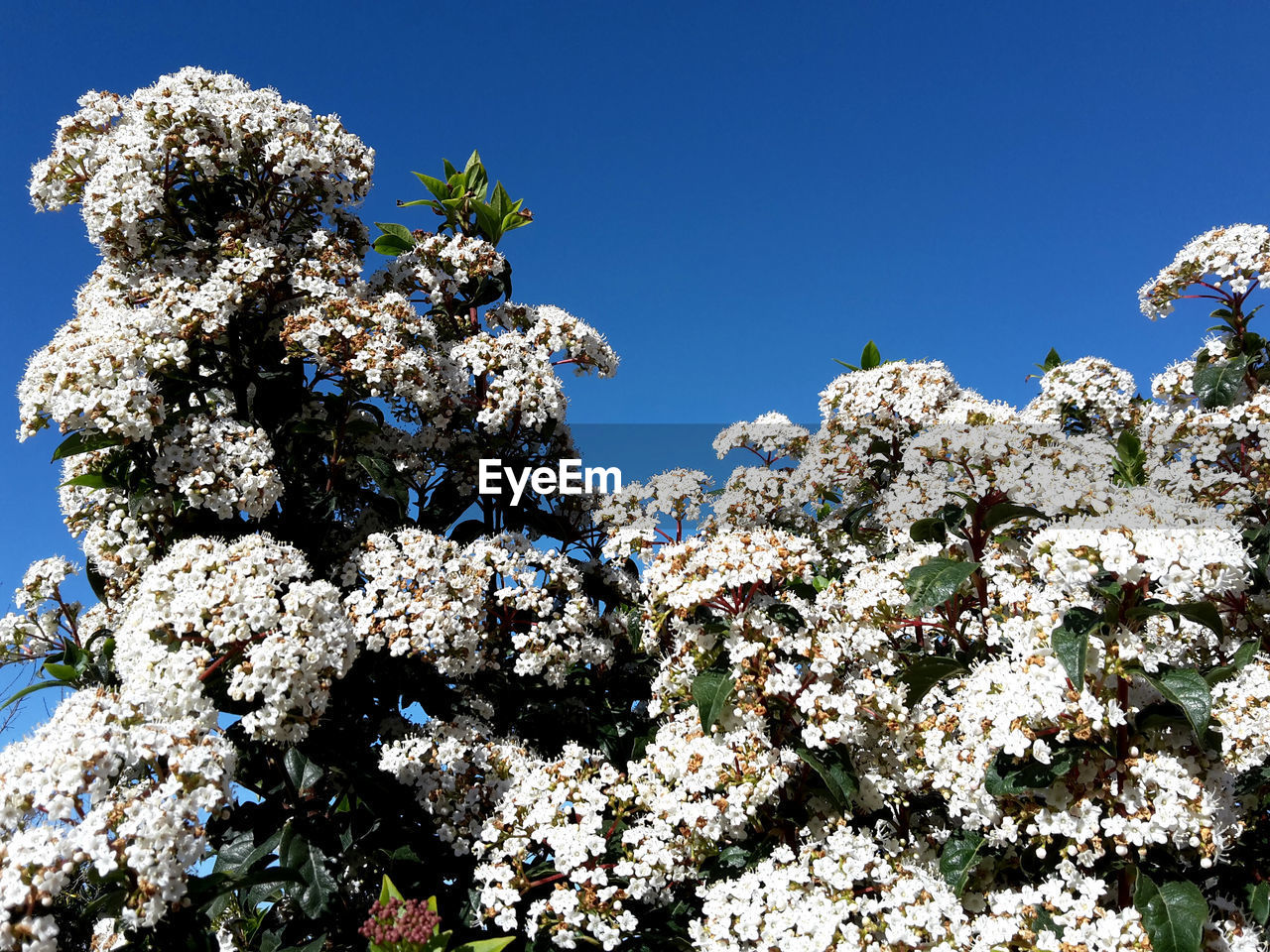 White flowers and blue sky