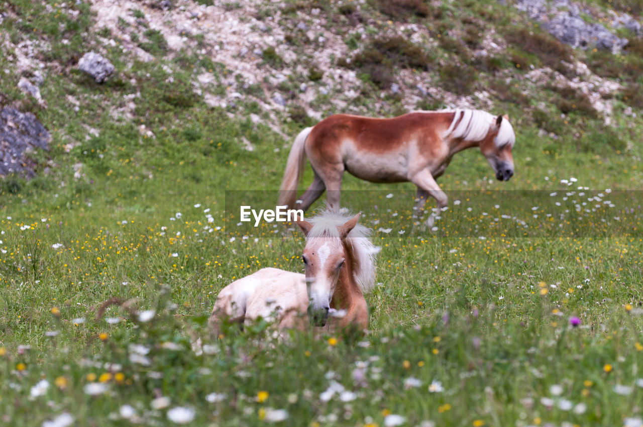 Small horse crouching on a flowery meadow and his mother standing in the background