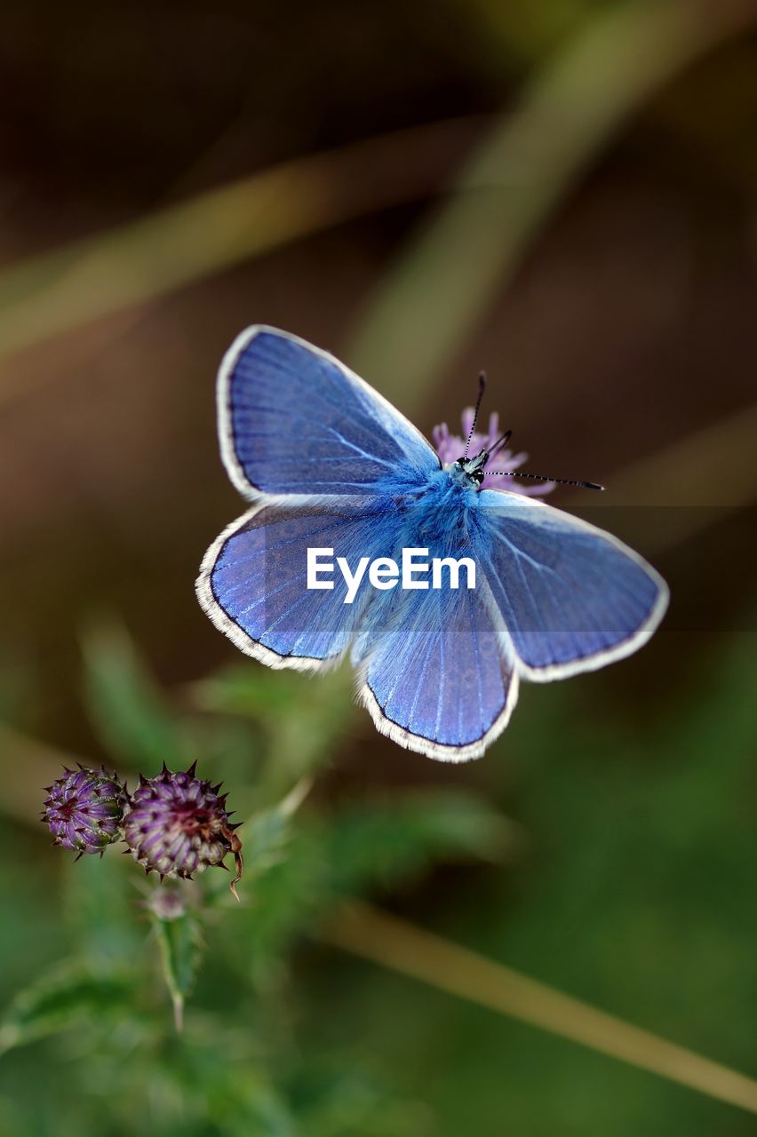 CLOSE-UP OF BUTTERFLY ON FLOWER AGAINST BLURRED BACKGROUND