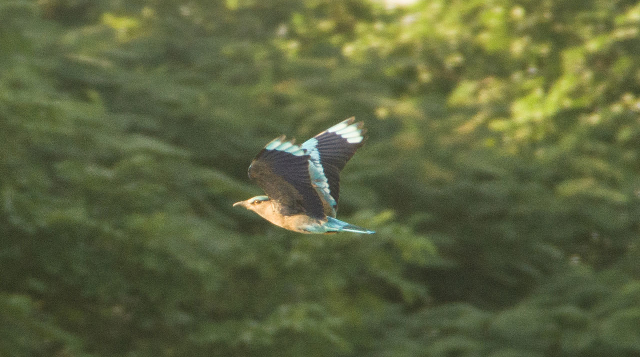 CLOSE-UP OF BIRD FLYING OVER TREE
