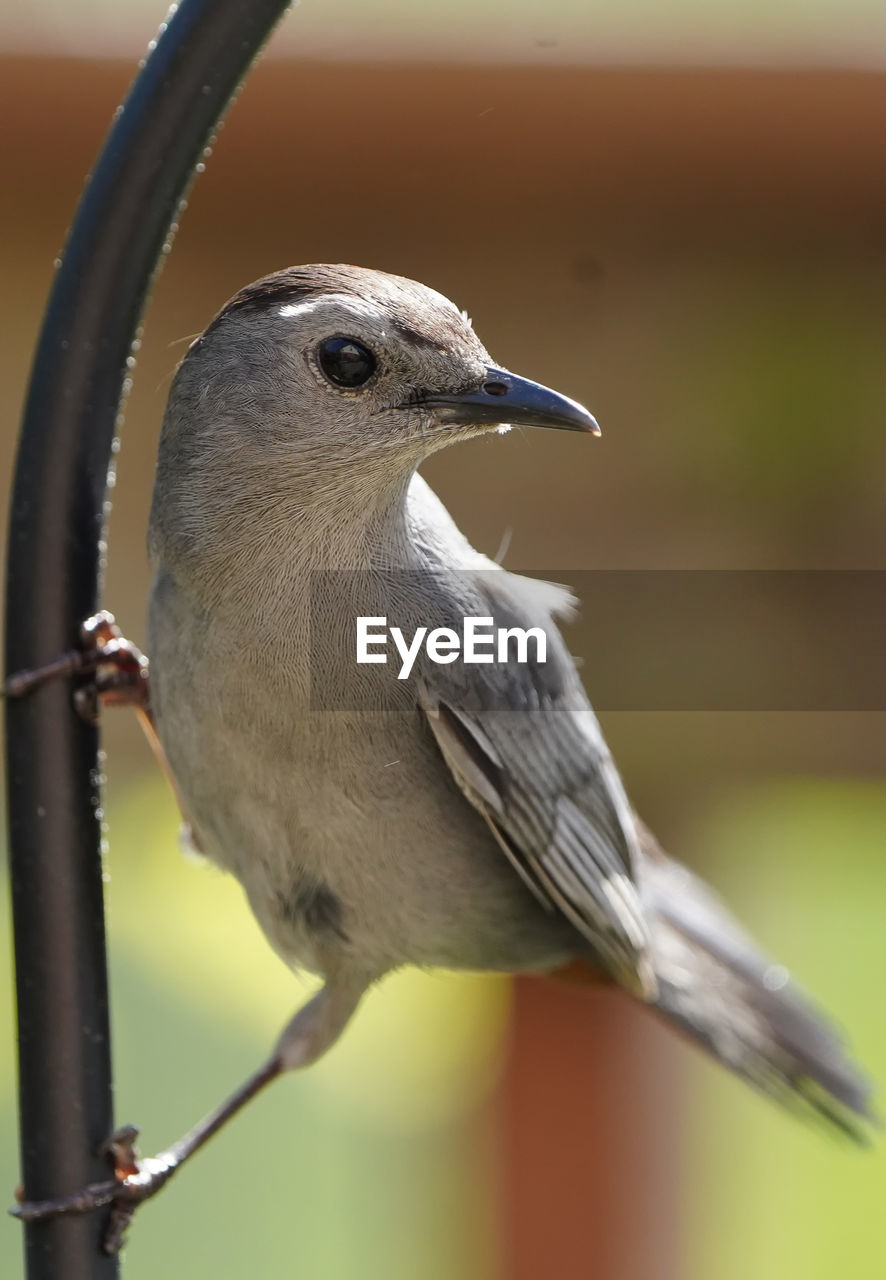close-up of bird perching on fence