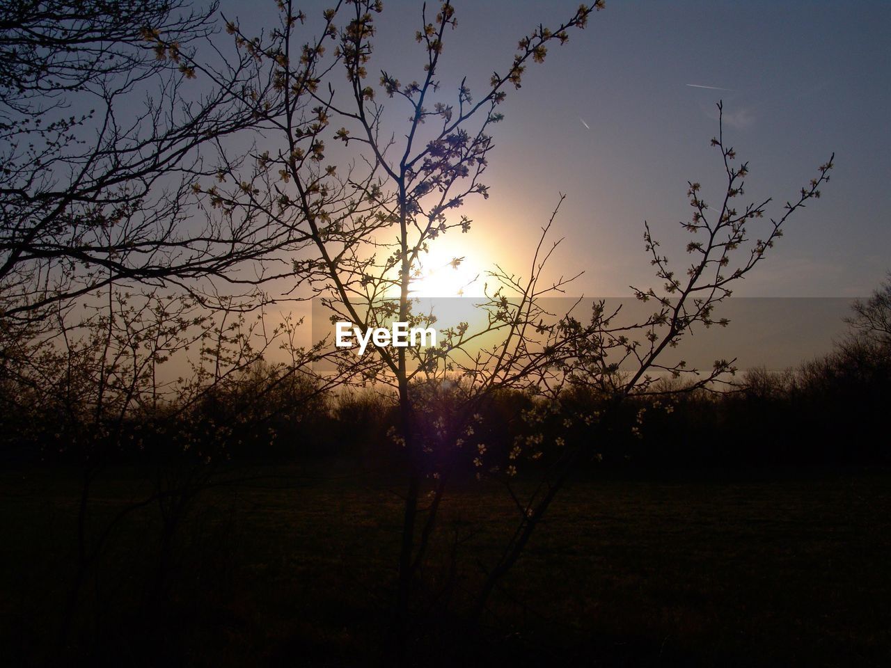 SILHOUETTE PLANTS ON FIELD AGAINST SKY DURING SUNSET