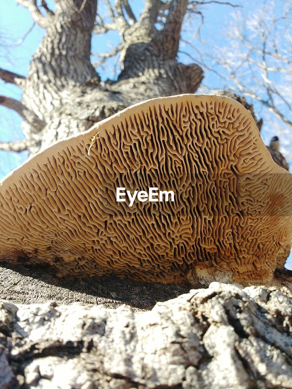 Close-up low angle view of mushroom