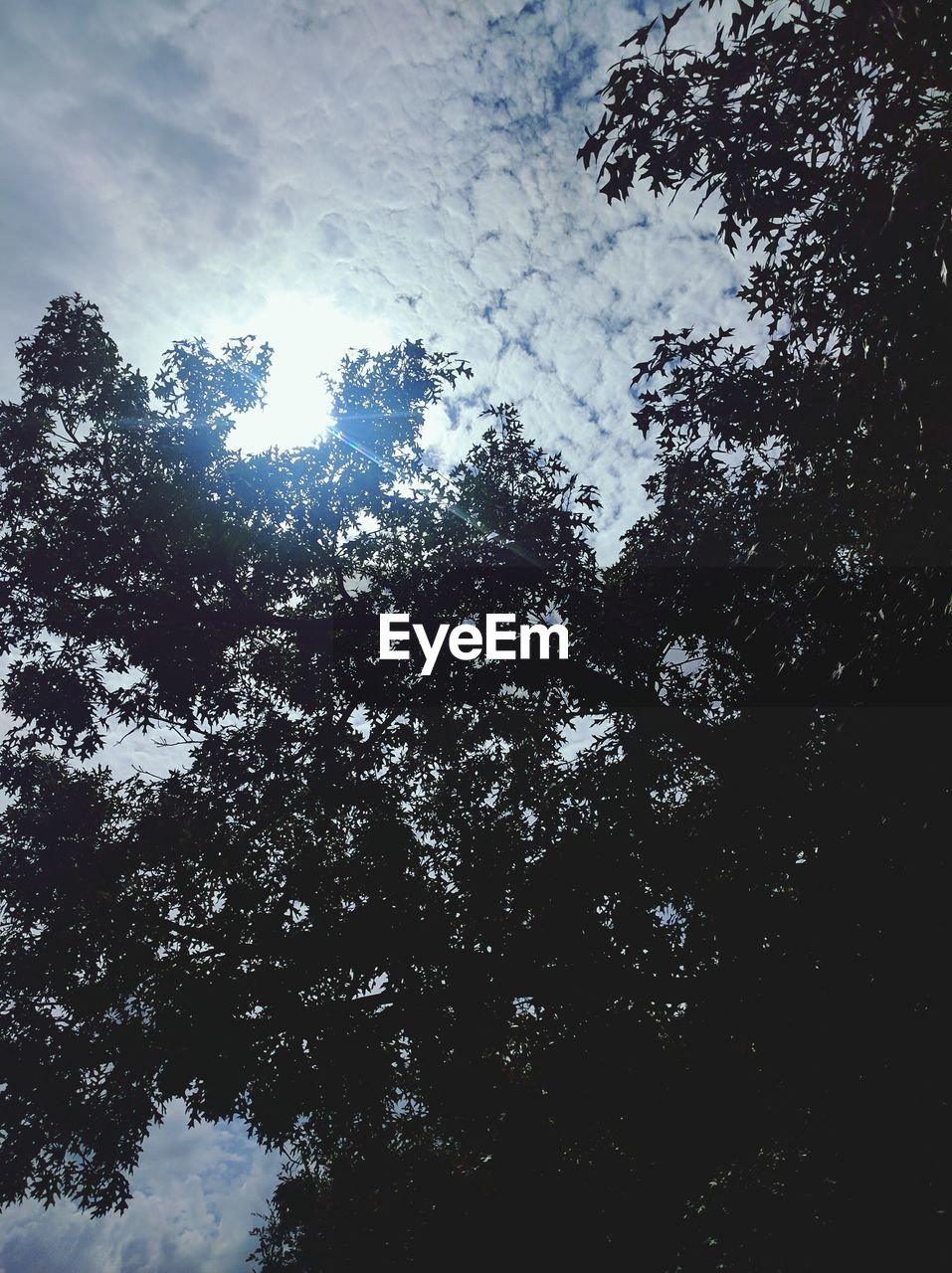 LOW ANGLE VIEW OF TREES AGAINST SKY