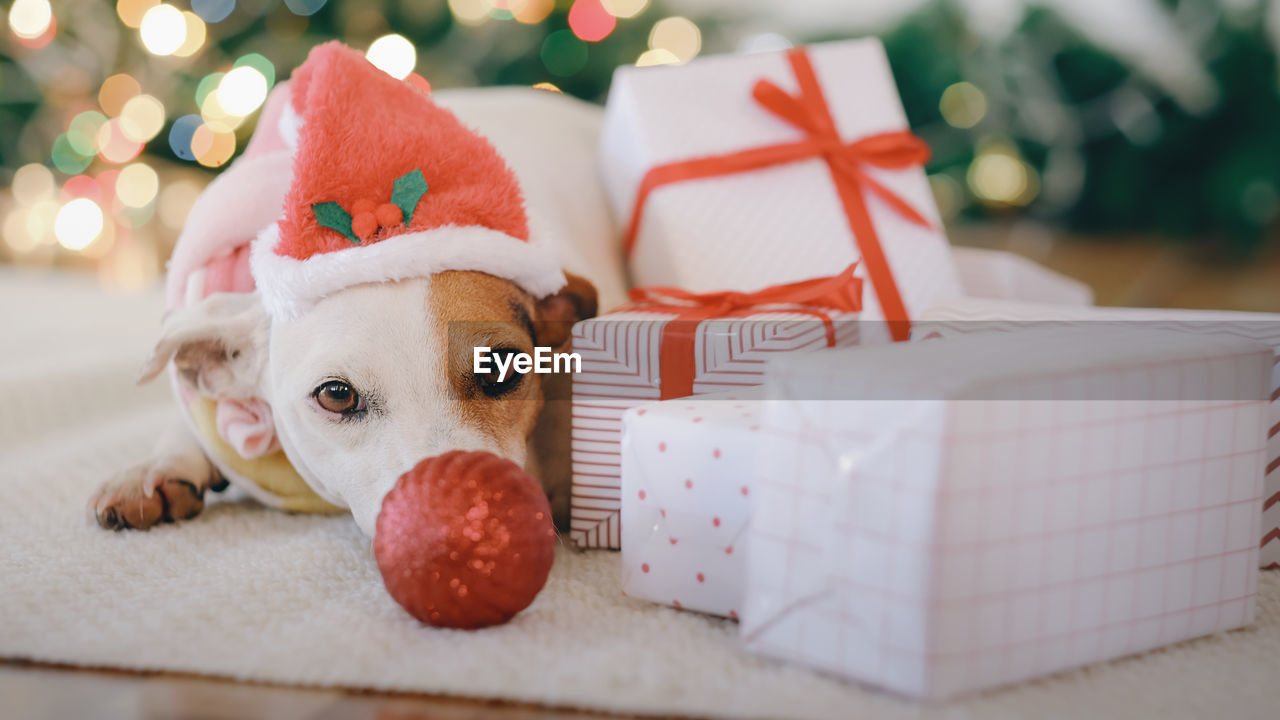 Portrait of dog wearing santa hat sitting by christmas gifts at home