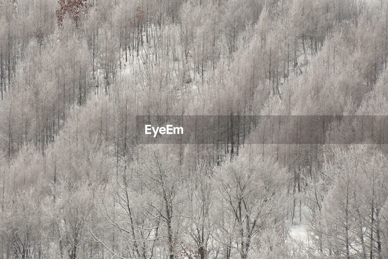 FULL FRAME SHOT OF TREES DURING WINTER