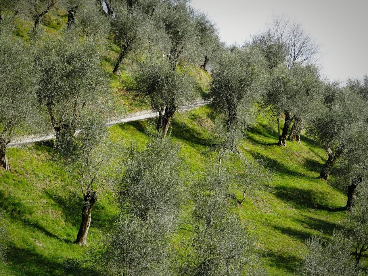 High angle view of trees on landscape