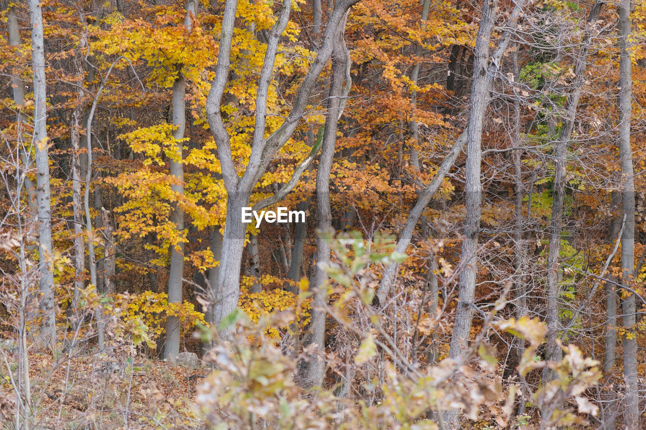 PINE TREE IN FOREST