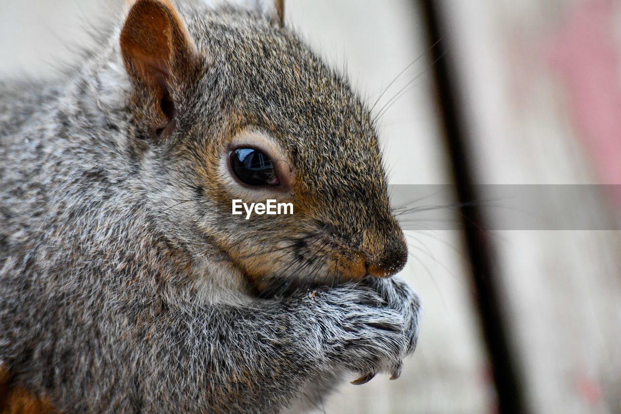 Close-up of grey squirrel