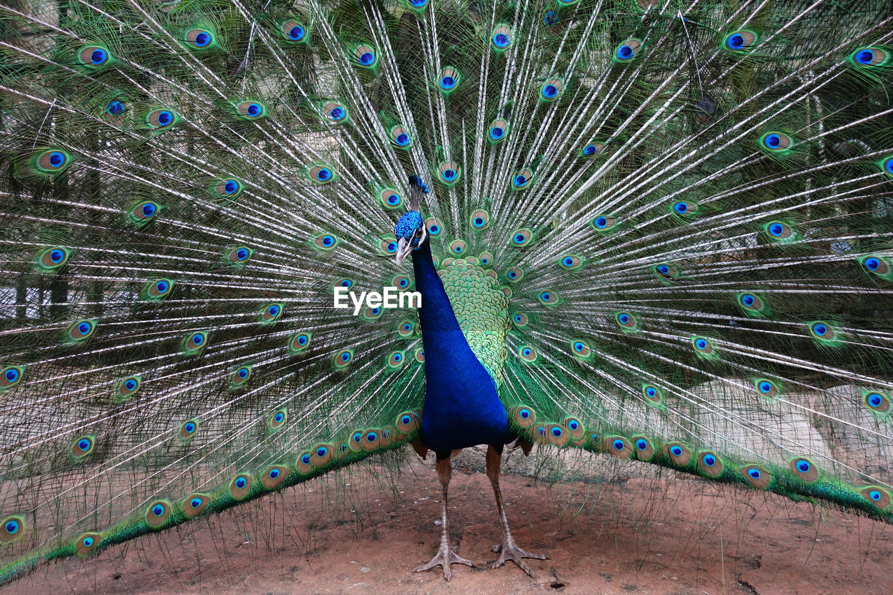 CLOSE-UP OF PEACOCK WITH FEATHERS ON THE BACKGROUND