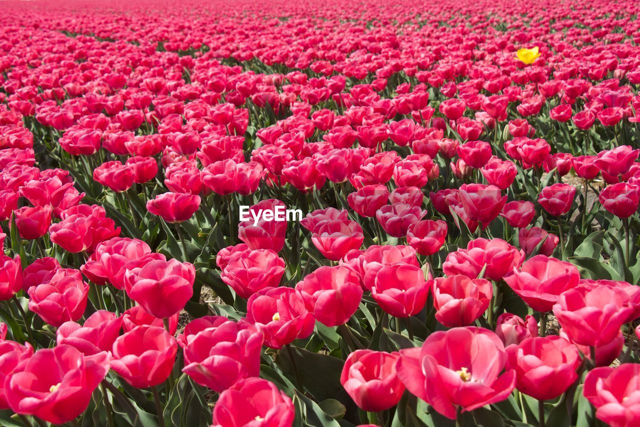 FULL FRAME SHOT OF PINK TULIPS