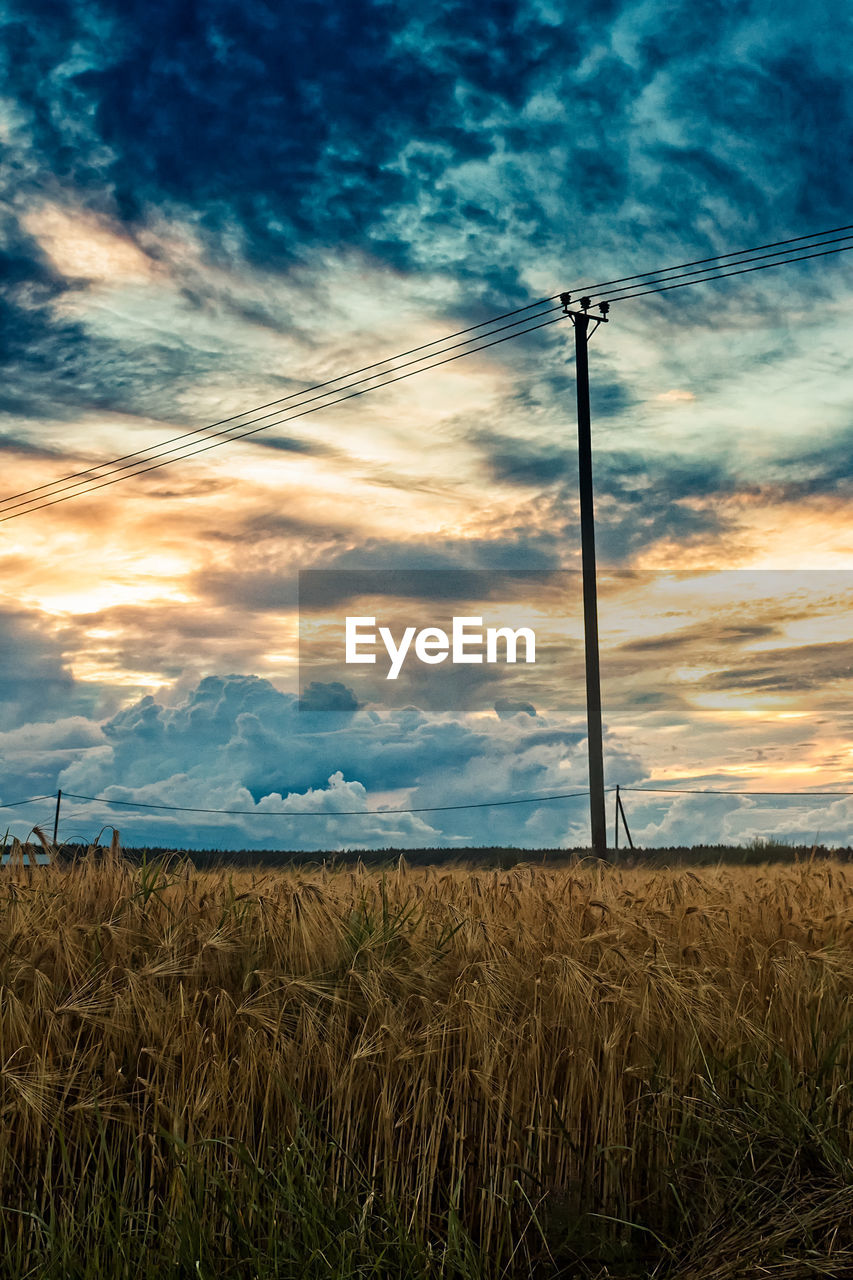 Sunset over the barley fields