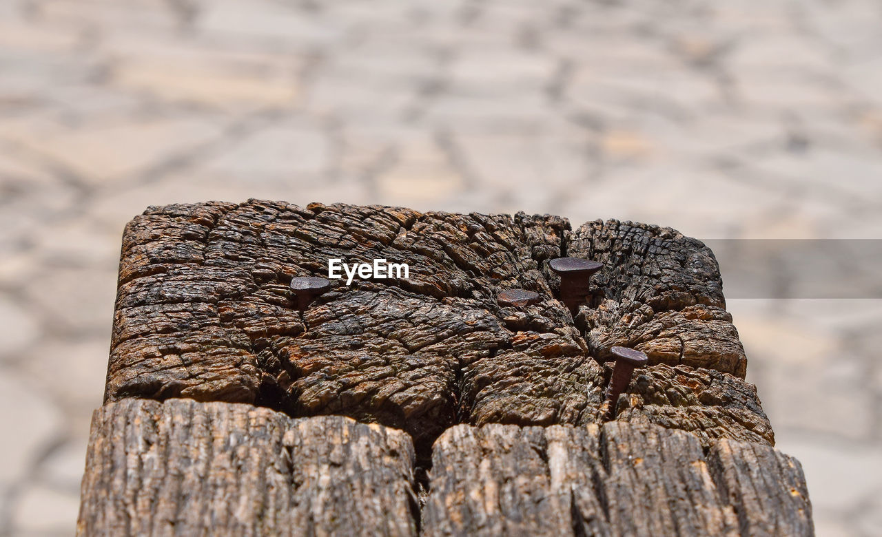 Close-up of nails on wood