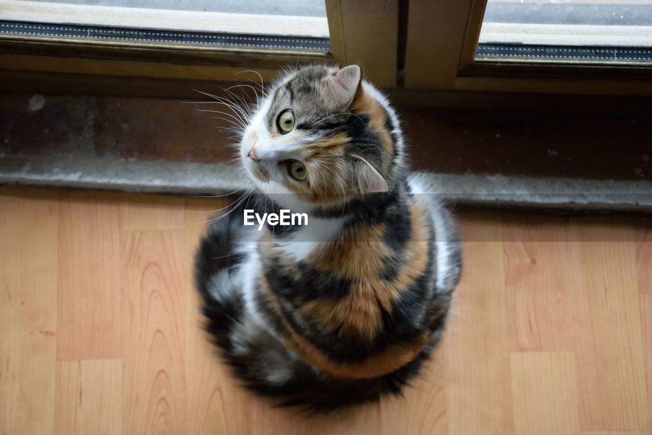Portrait of tortoiseshell cat sitting by door at home