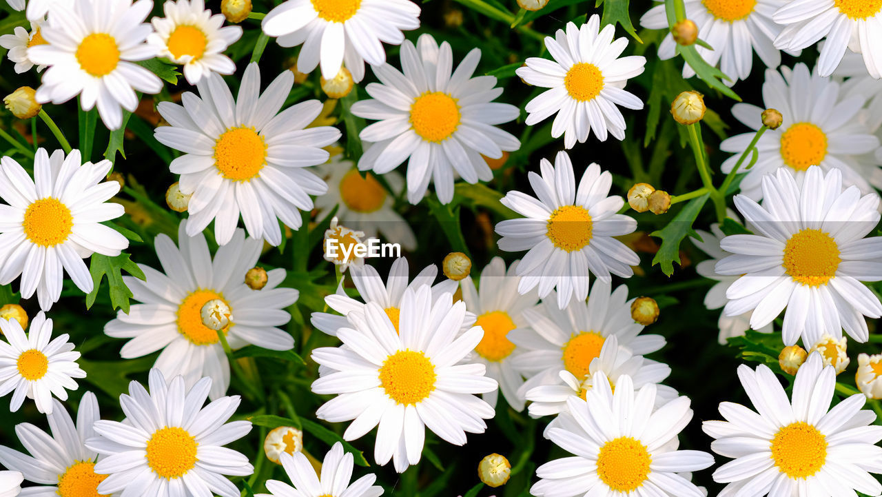 FULL FRAME SHOT OF WHITE DAISIES