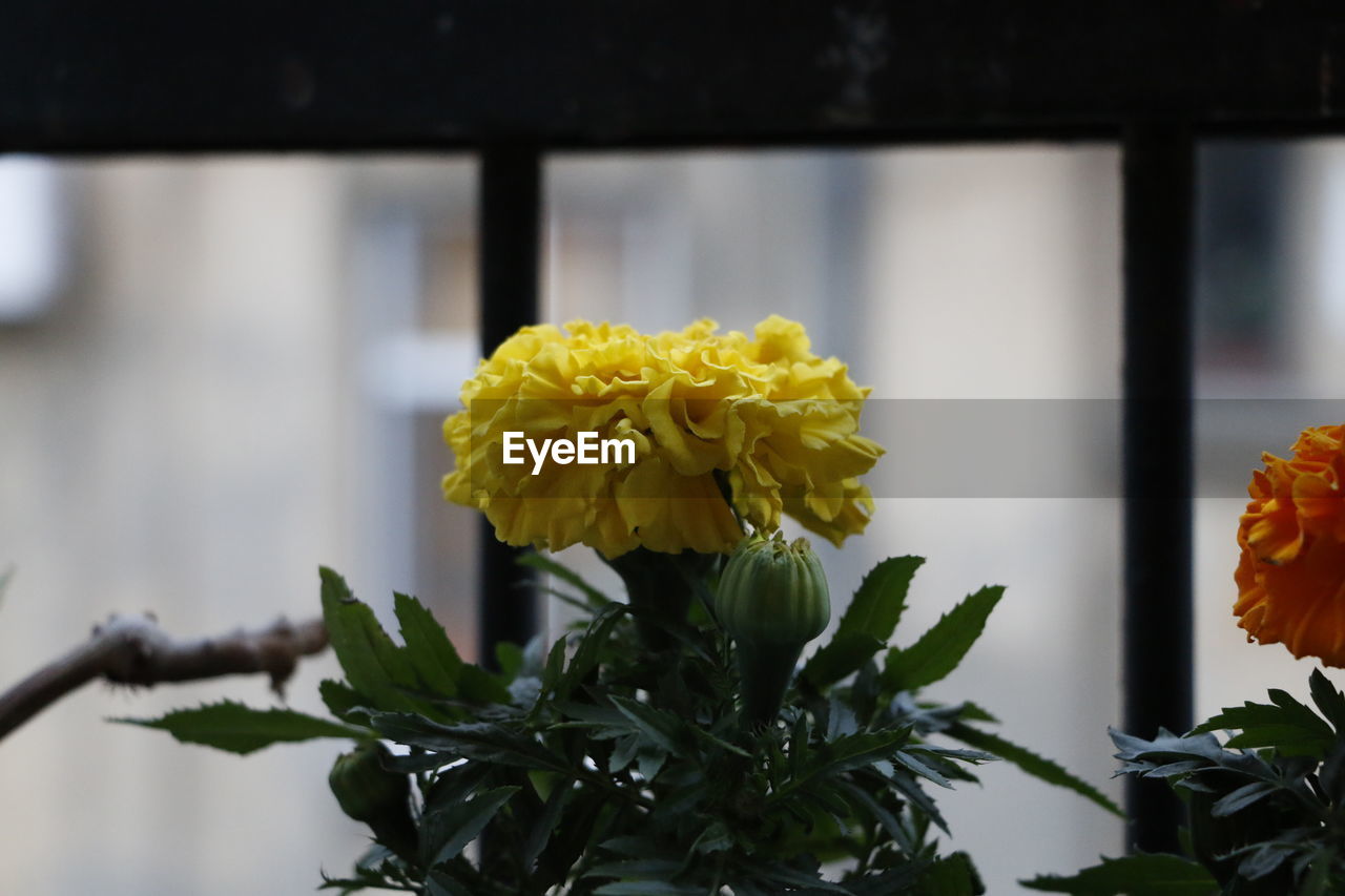 Close-up of yellow marigold blooming indoors