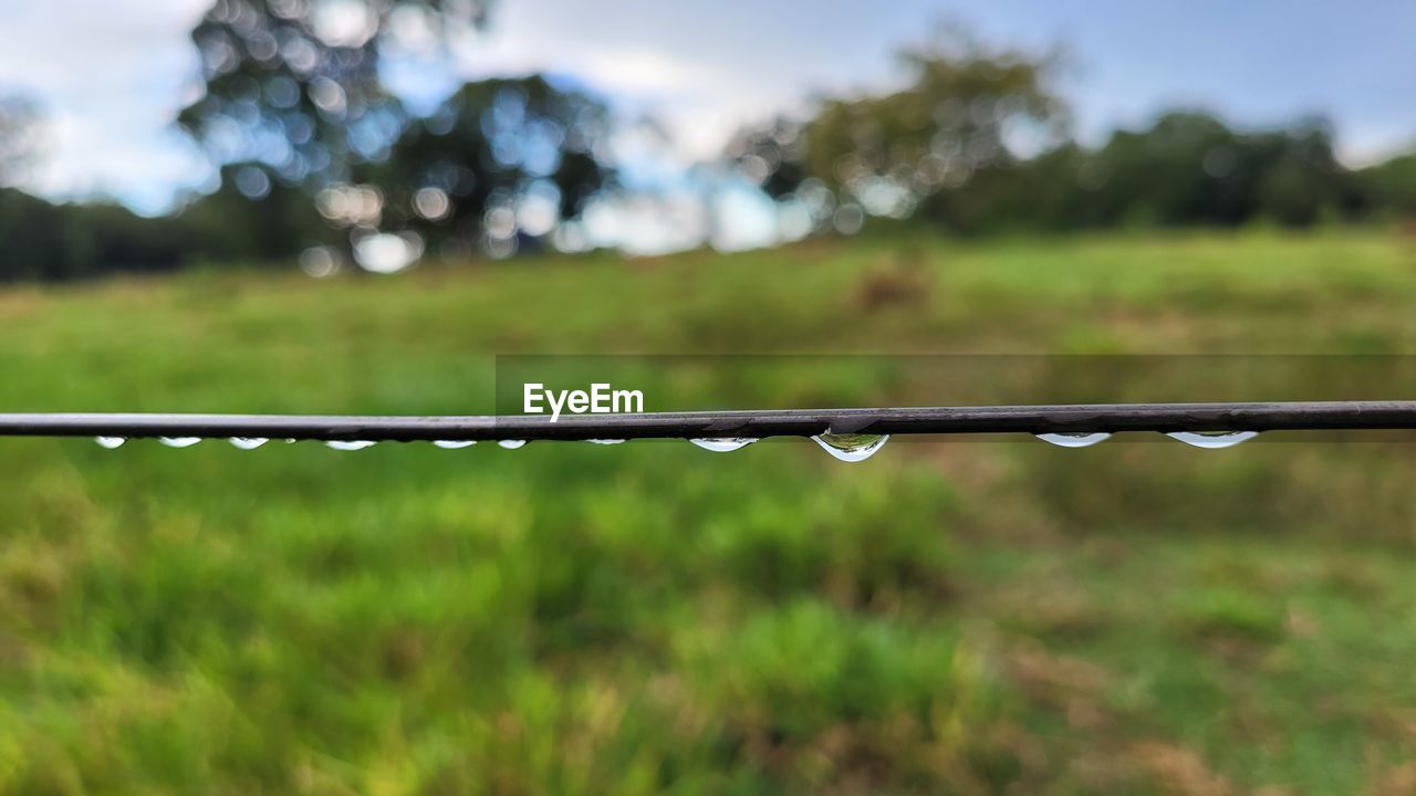 grass, plant, nature, water, green, focus on foreground, no people, drop, wet, environment, day, outdoors, sky, lawn, fence, tranquility, landscape, land, tree, rain, meadow, field, leaf, wire, close-up, protection, beauty in nature, metal, sunlight, selective focus, security