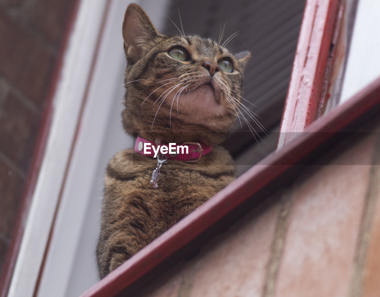 Close-up of a cat looking away