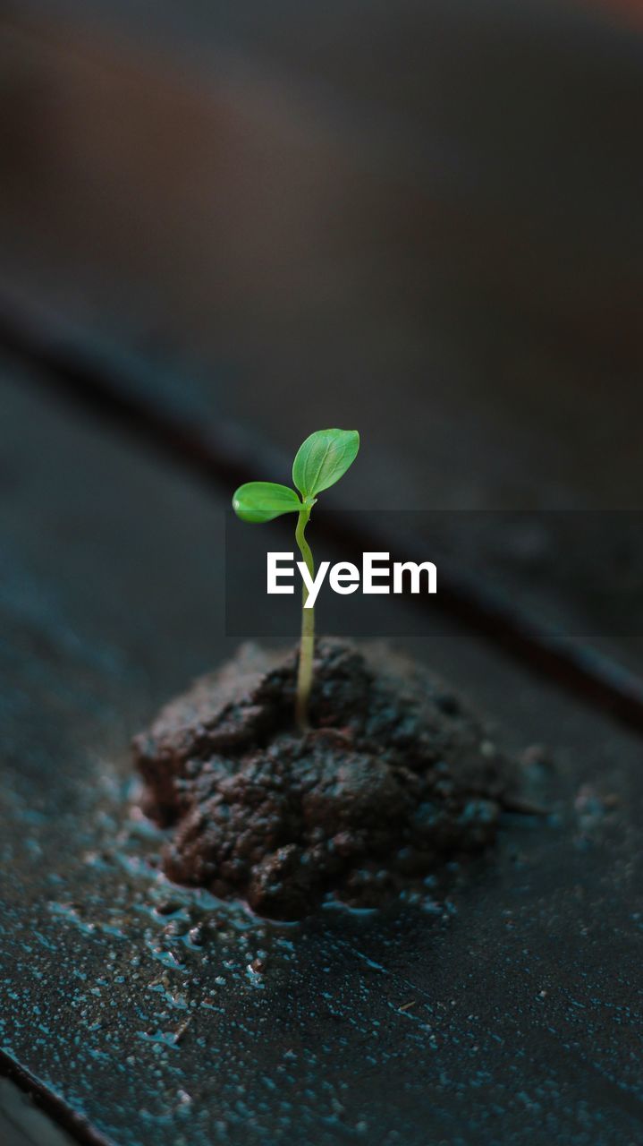 Close-up of plant growing outdoors