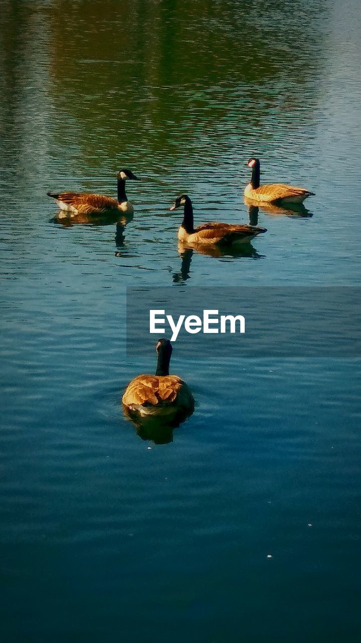 HIGH ANGLE VIEW OF MALLARD DUCKS SWIMMING ON LAKE