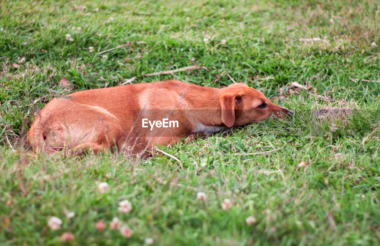 high angle view of dog on grassy field