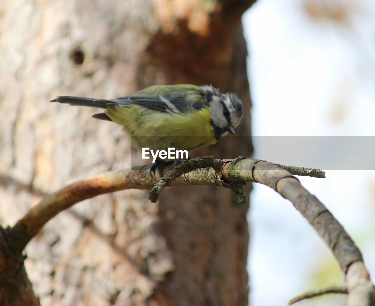 Close-up of bird perching on branch