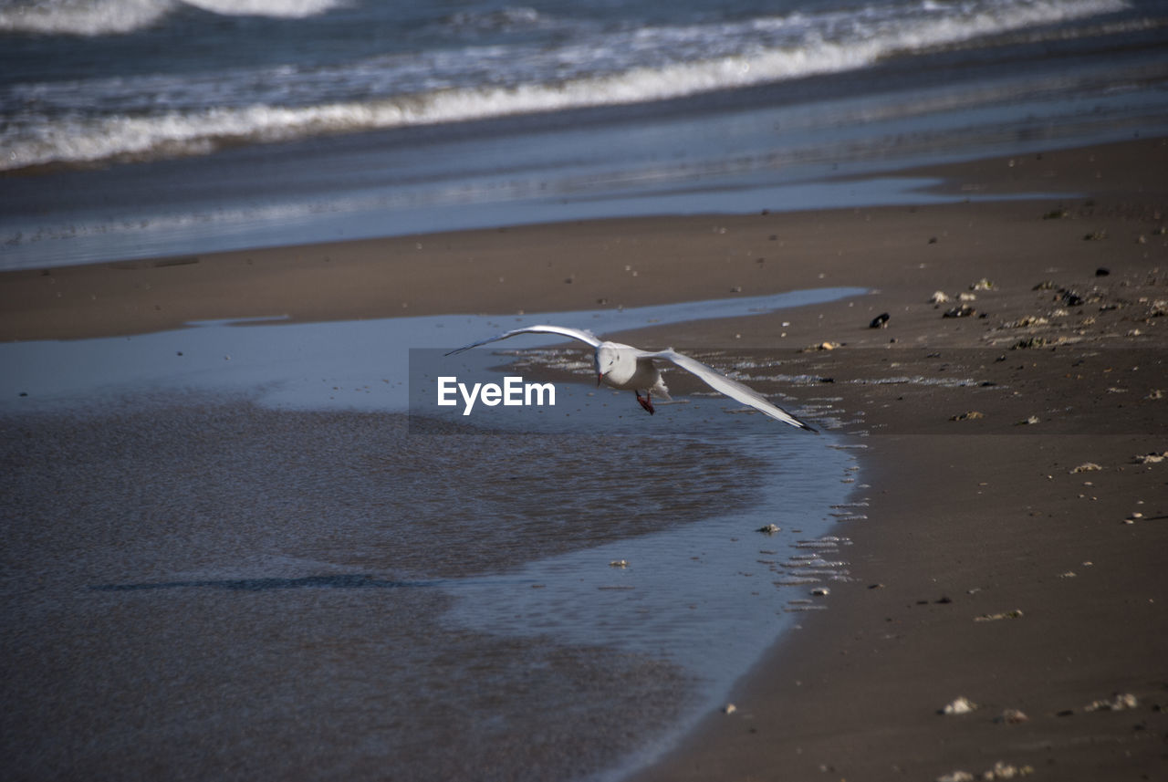 SEAGULL FLYING OVER THE BEACH