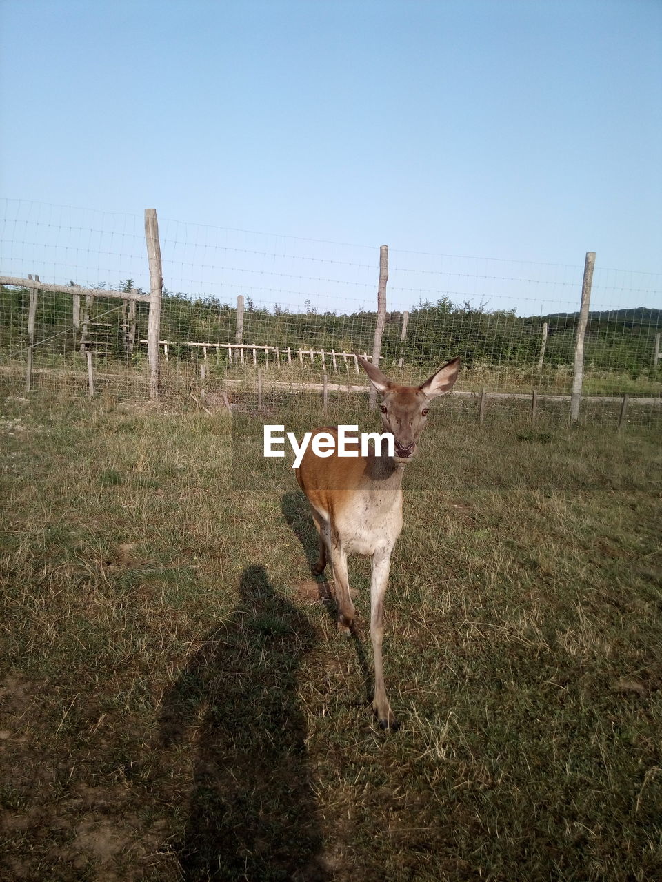 DEER STANDING ON FIELD