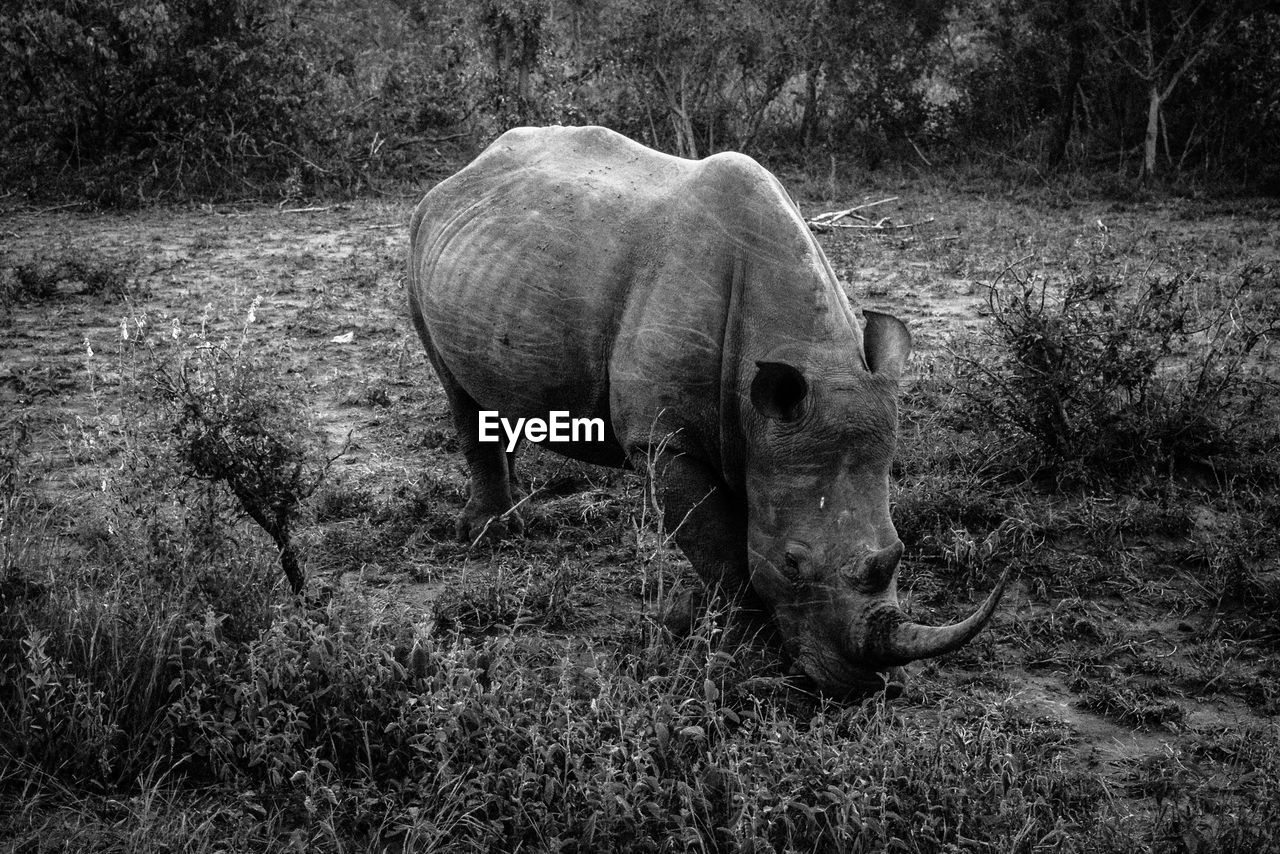 Rhinoceros grazing on field