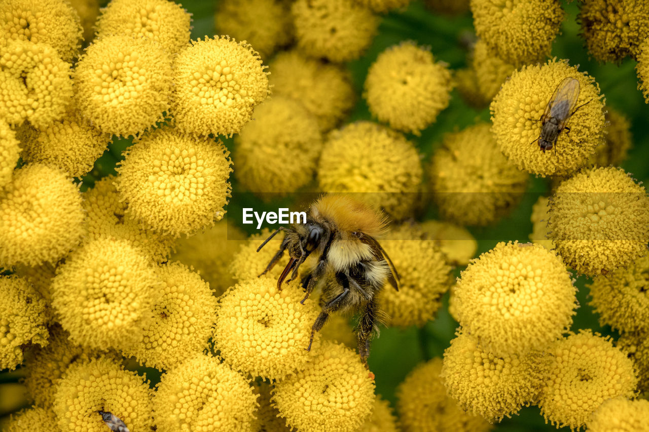 CLOSE-UP OF BEE ON FLOWER