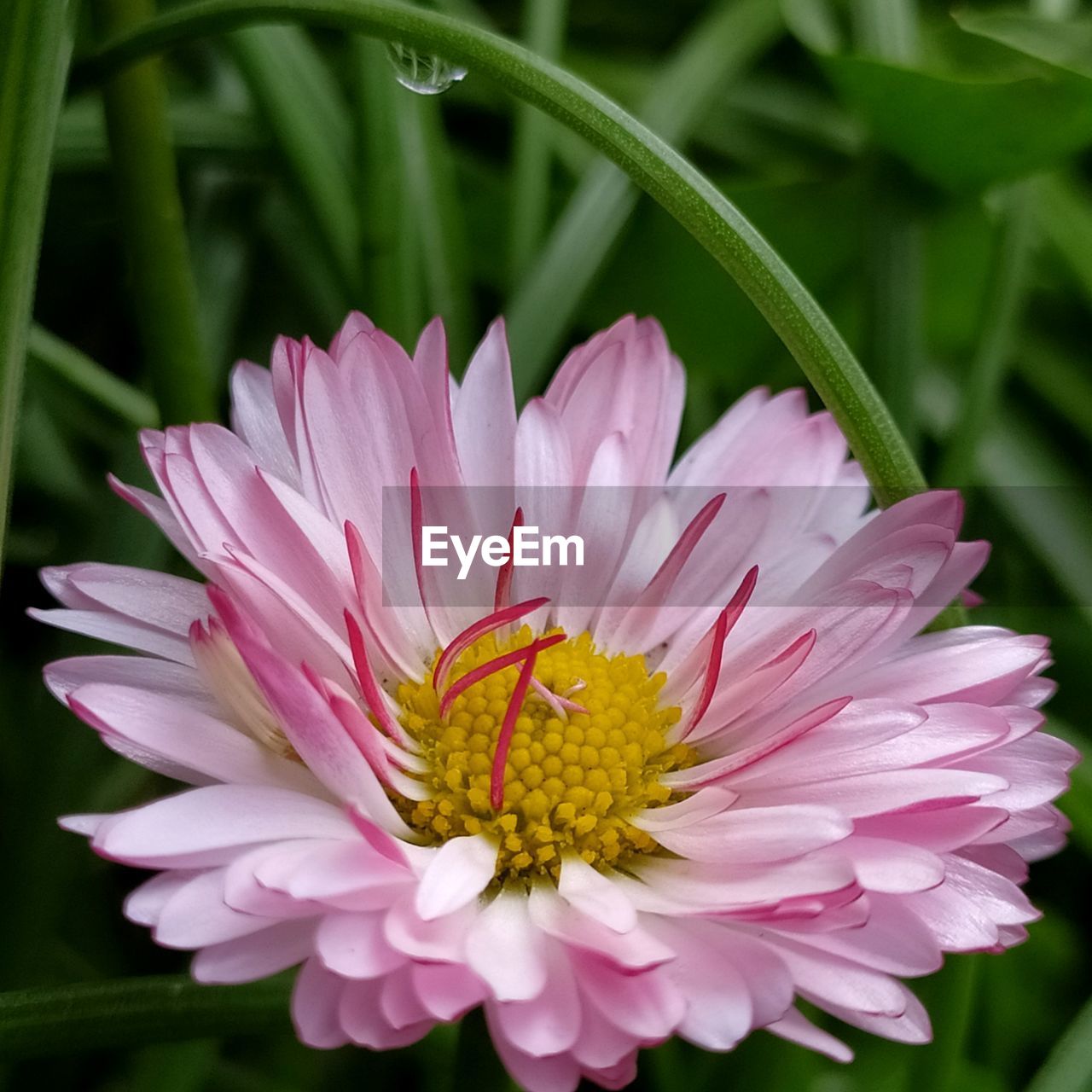 Close-up of pink flower