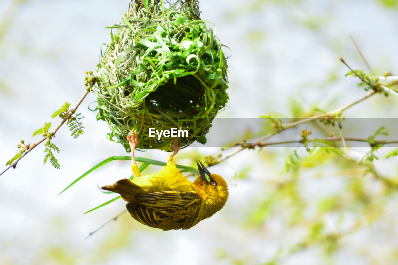 Low angle view of yellow bird building nest