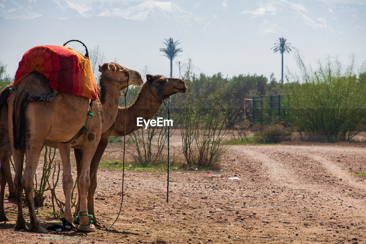 Camels in a field