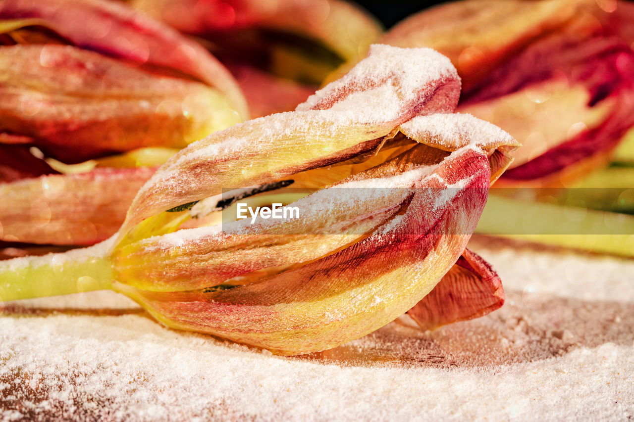 Close-up of withered tulips with fake snow 