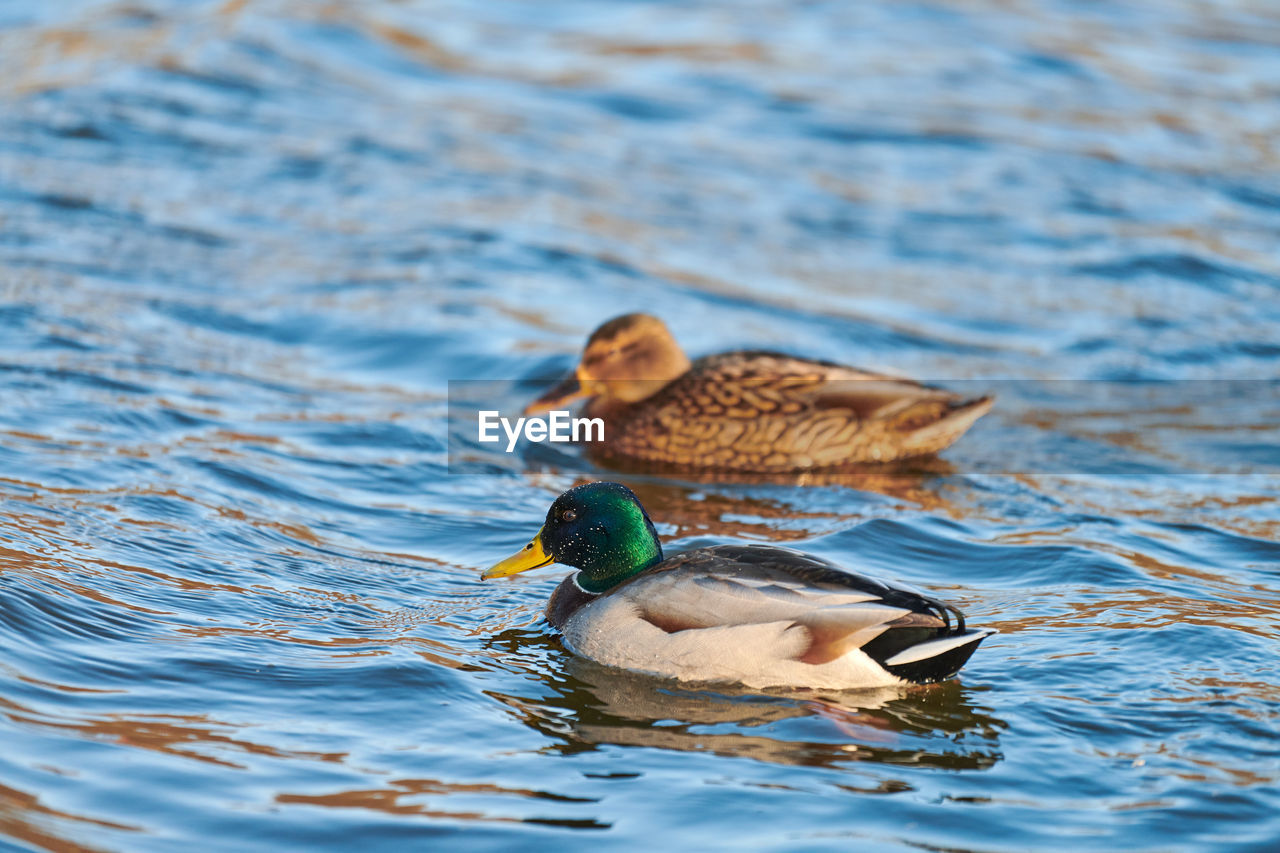 Mallard waterfowl birds floating in water. close up of anas platyrhynchos, mallard duck.