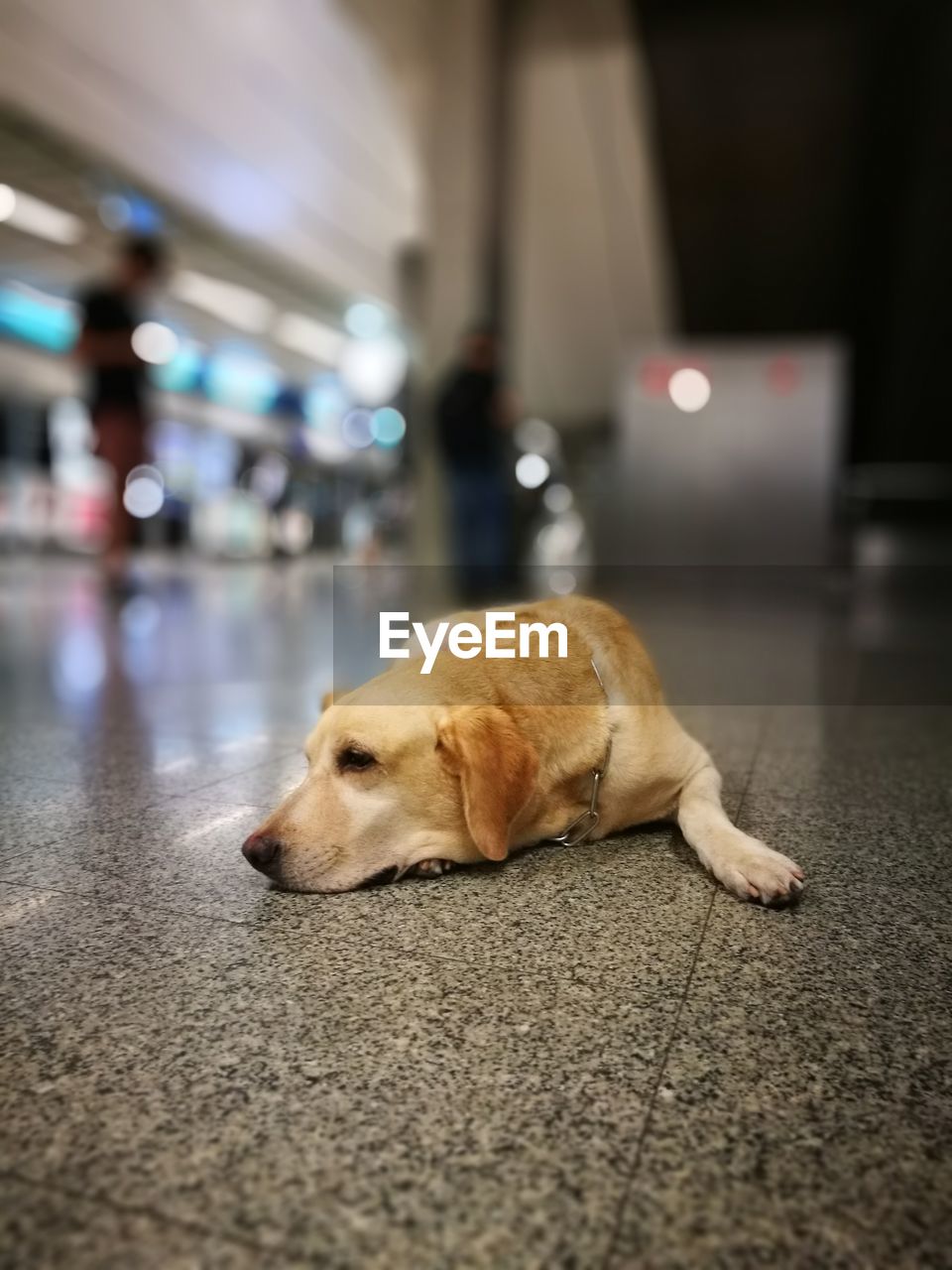 Close-up of dog lying on illuminated floor