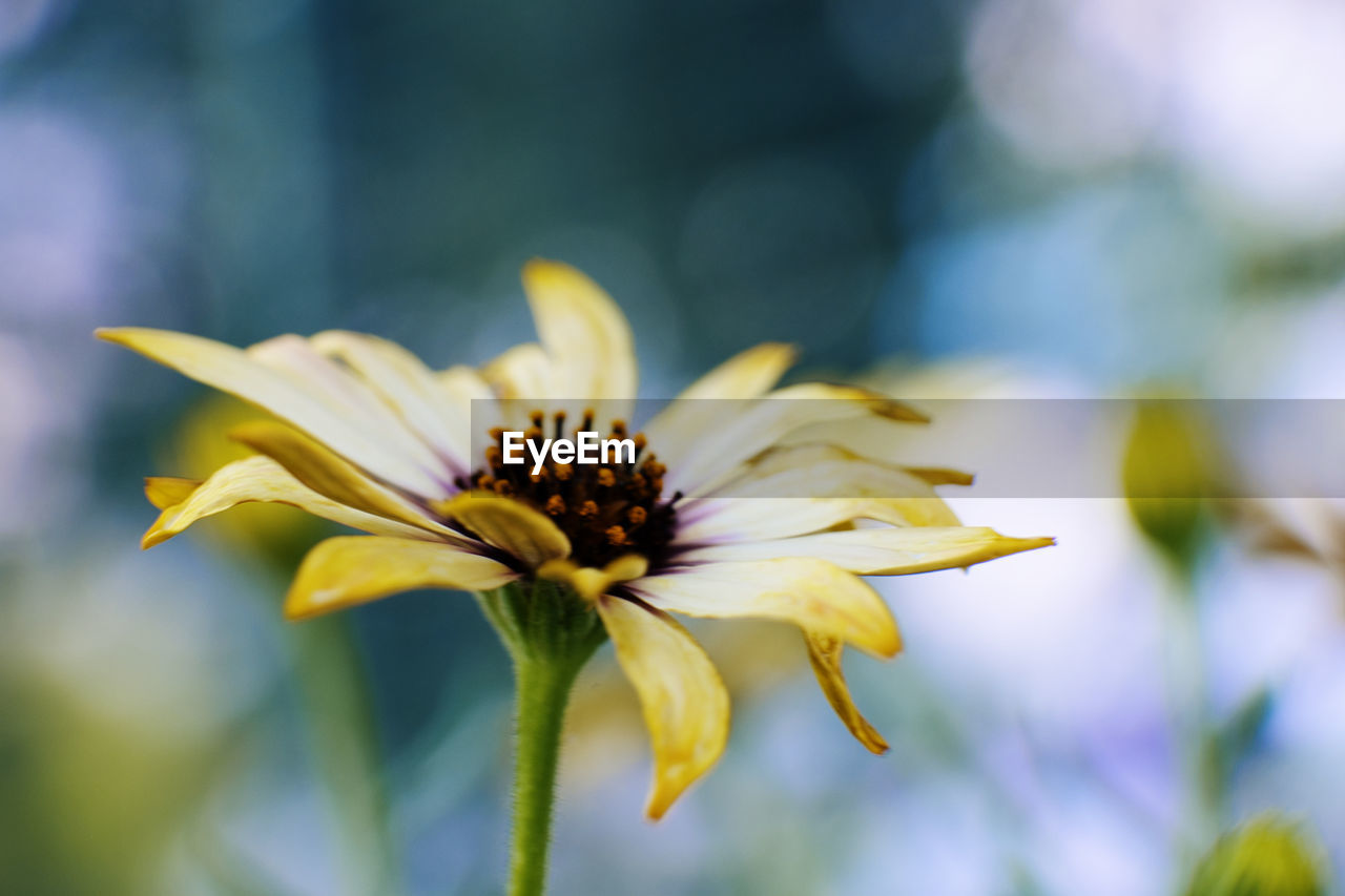 Close-up of yellow flowering plant