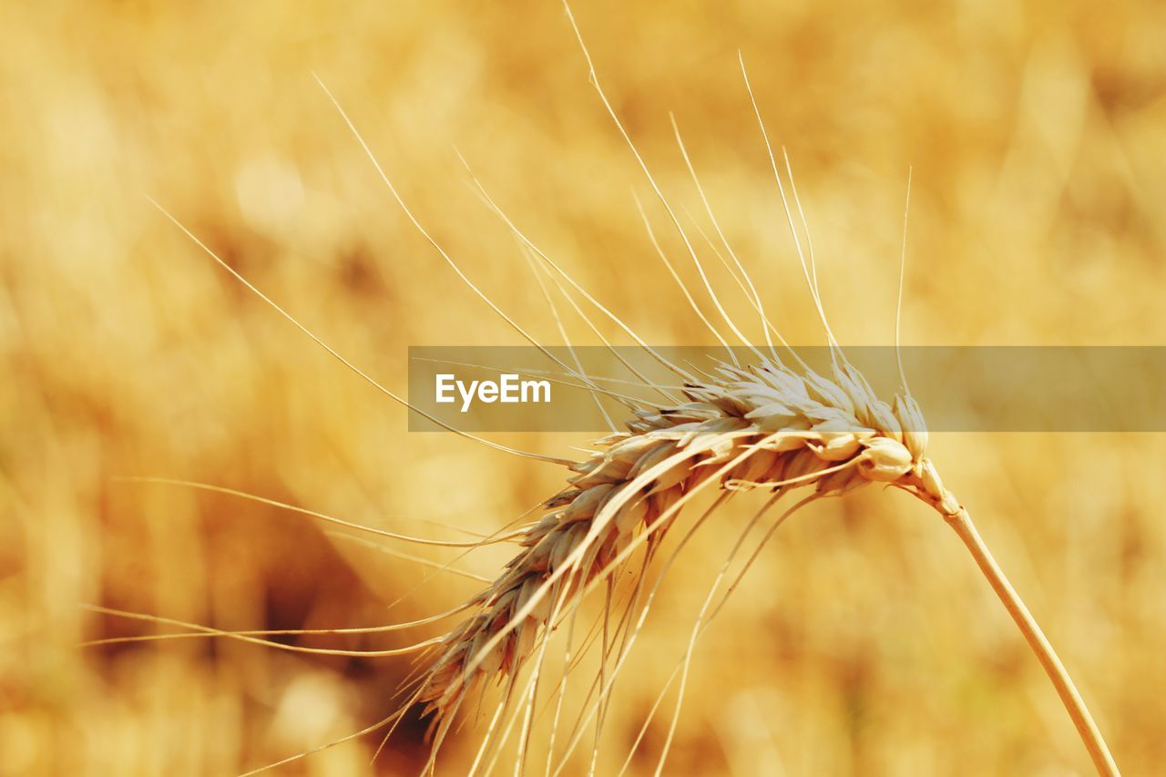 CLOSE-UP OF STALKS IN FIELD