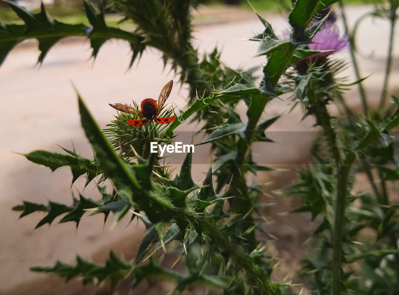 Close-up of insect on red flowering plant