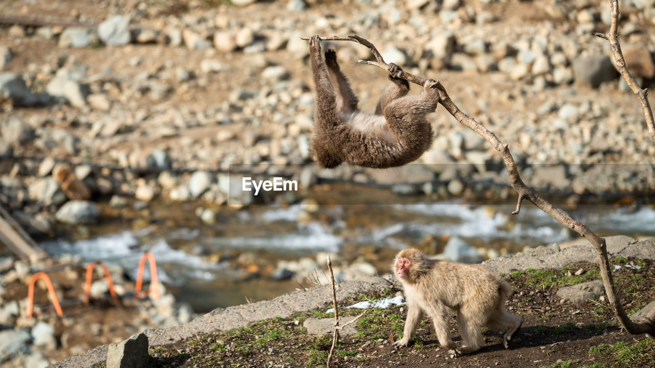 Japanese snow monkey climb on small tree near canal, jigokudani park, yamanouchi, nagano, japan.