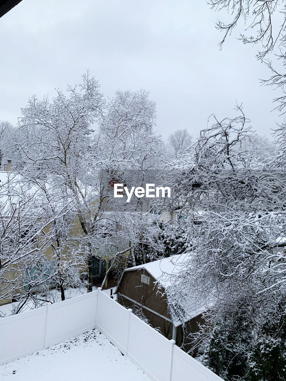 SNOW COVERED TREE AGAINST SKY