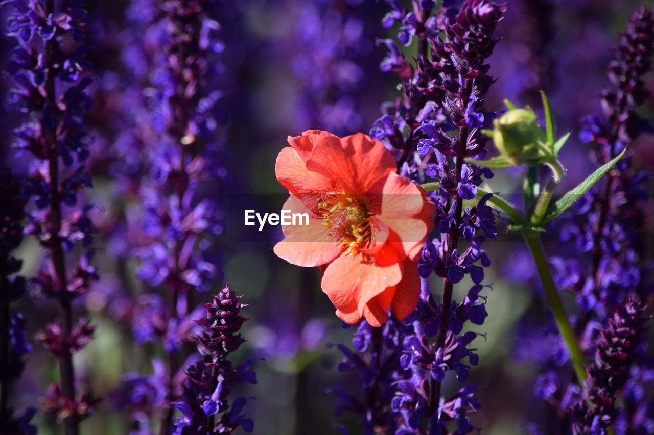 Close-up of purple flowering plant