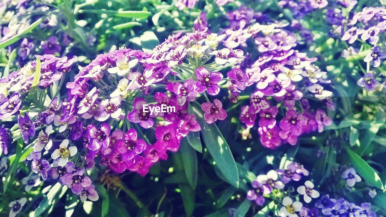 CLOSE-UP OF PURPLE FLOWERS ON PLANT