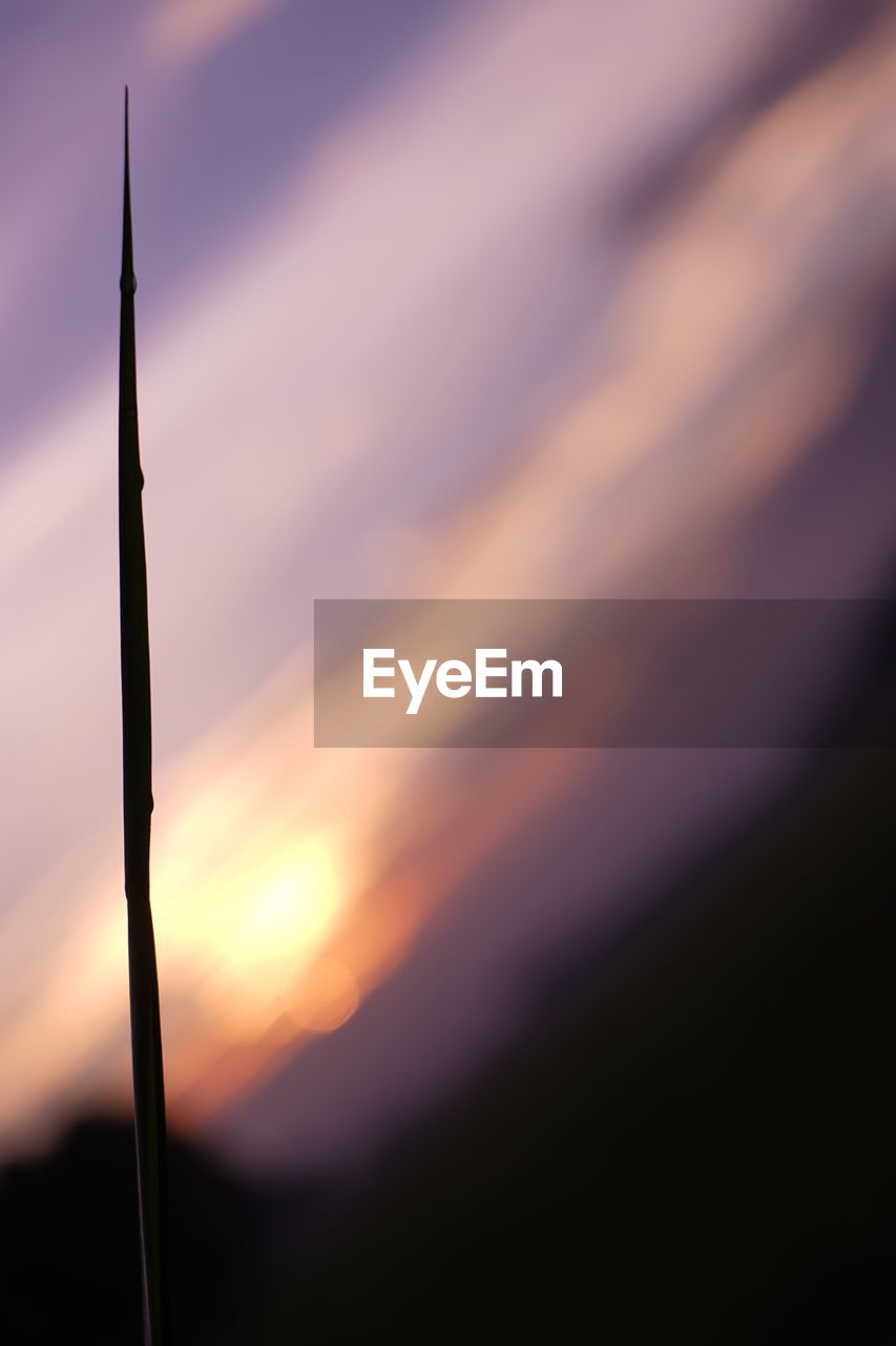 CLOSE-UP OF SILHOUETTE PLANTS AGAINST SKY DURING SUNSET