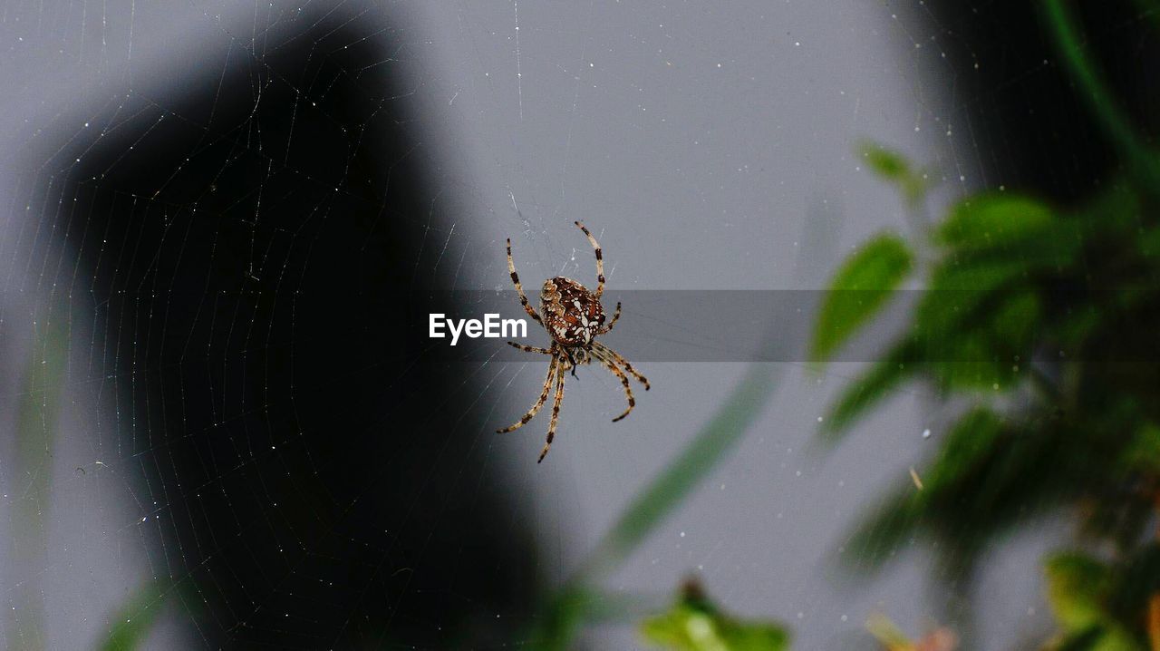 Close-up of spider on web