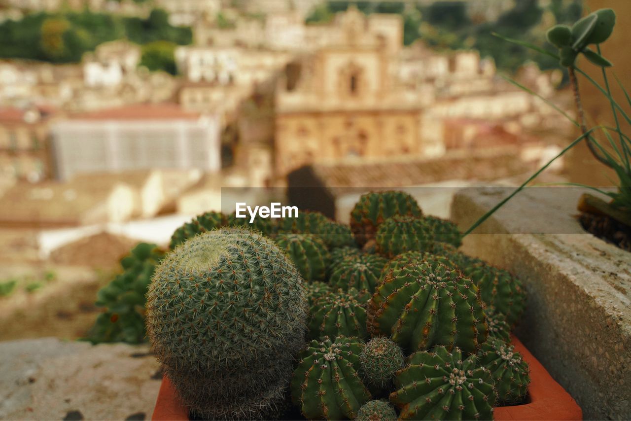 Small cacti in a pot on the background of the city panorama