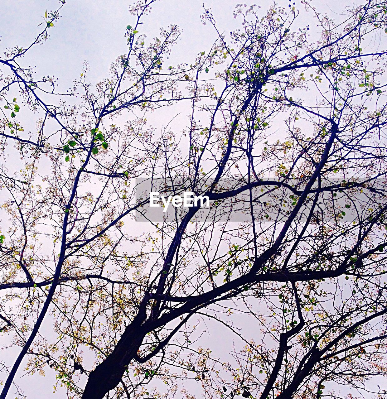 CLOSE-UP OF FRESH FLOWER TREE AGAINST SKY