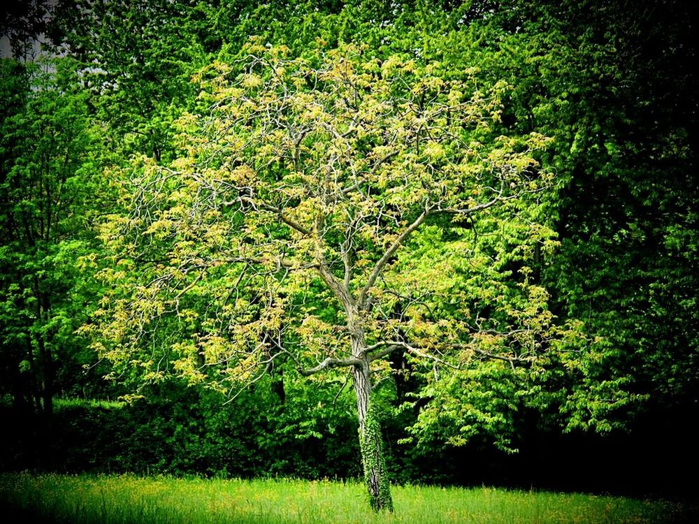 TREES ON GRASSY FIELD