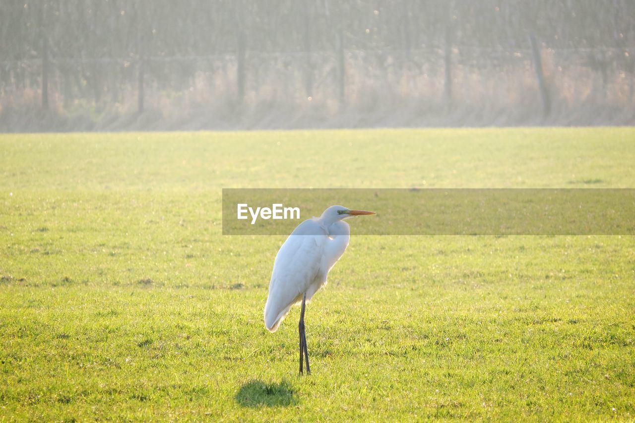 BIRD PERCHING ON GRASS