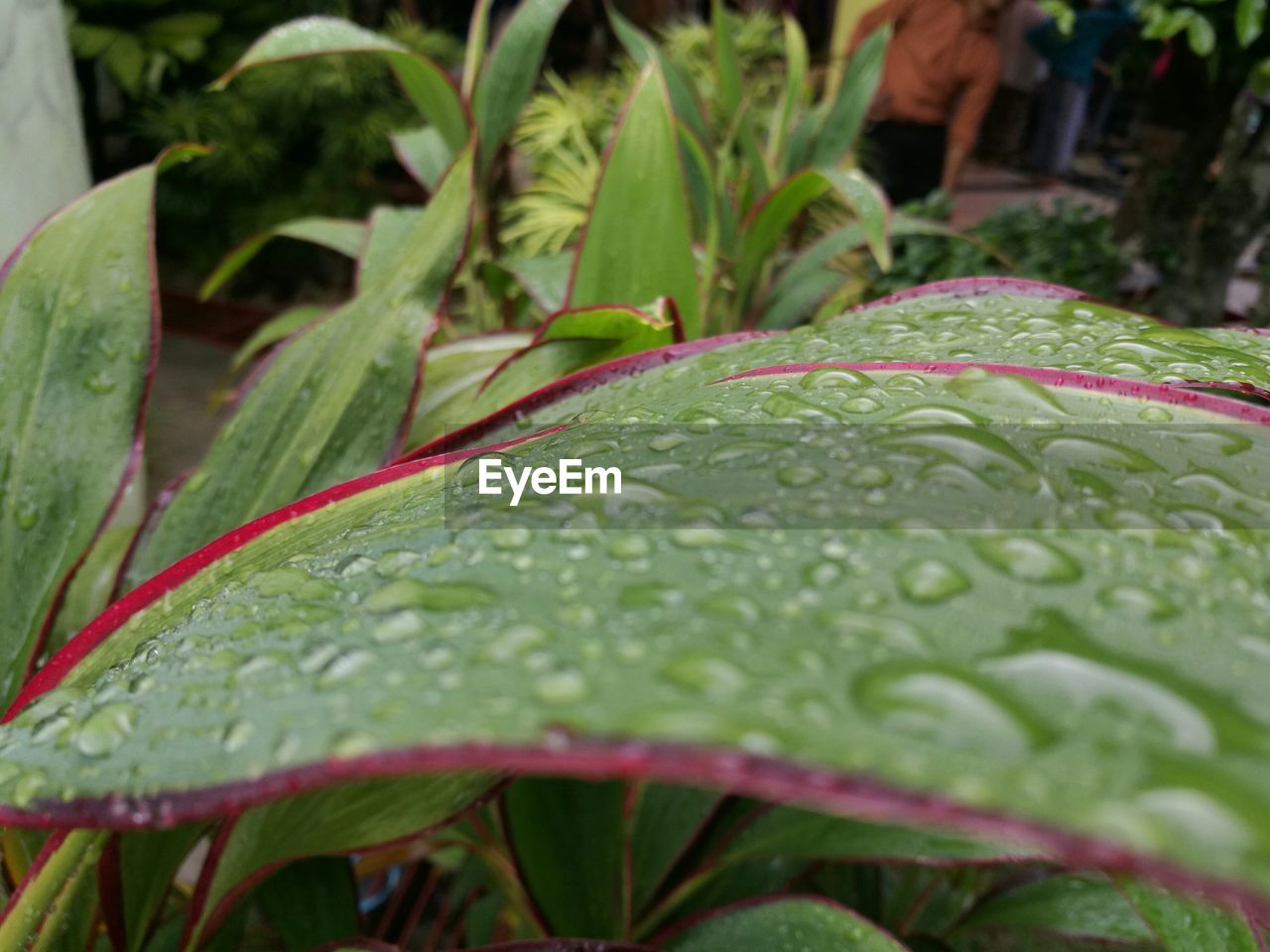 CLOSE-UP OF WET PLANT LEAVES